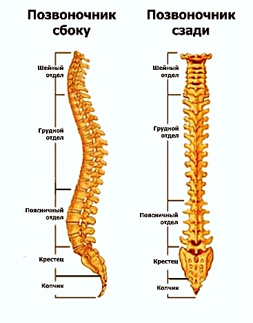 Какой позвонок отвечает за ноги у человека фото